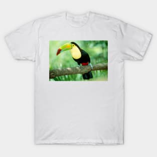 Keel-billed toucan (Ramphastos sulfuratus) in tree (Z888/0001) T-Shirt